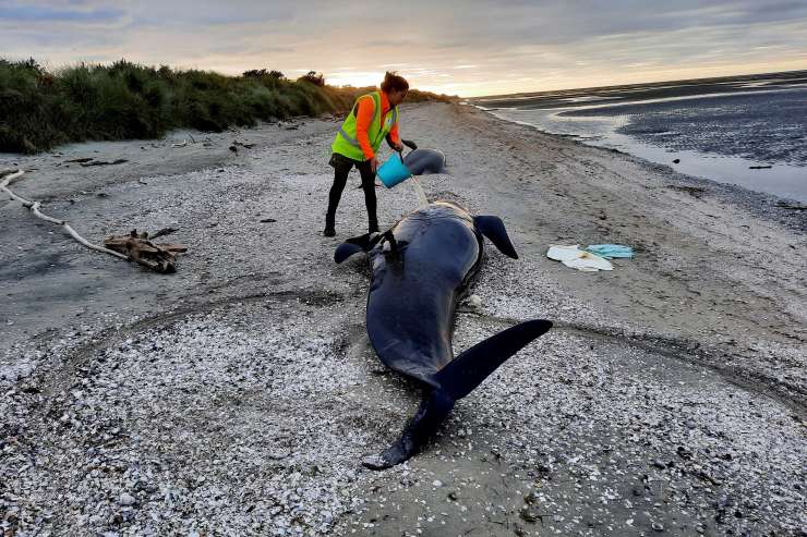 Na Novi Zelandiji poginilo skoraj 30 nasedlih kitov