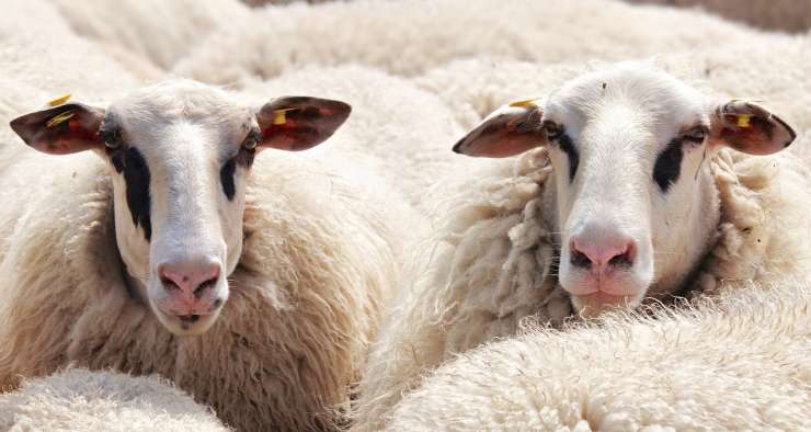 Na Novi Zelandiji "samo" še pet ovc na človeka