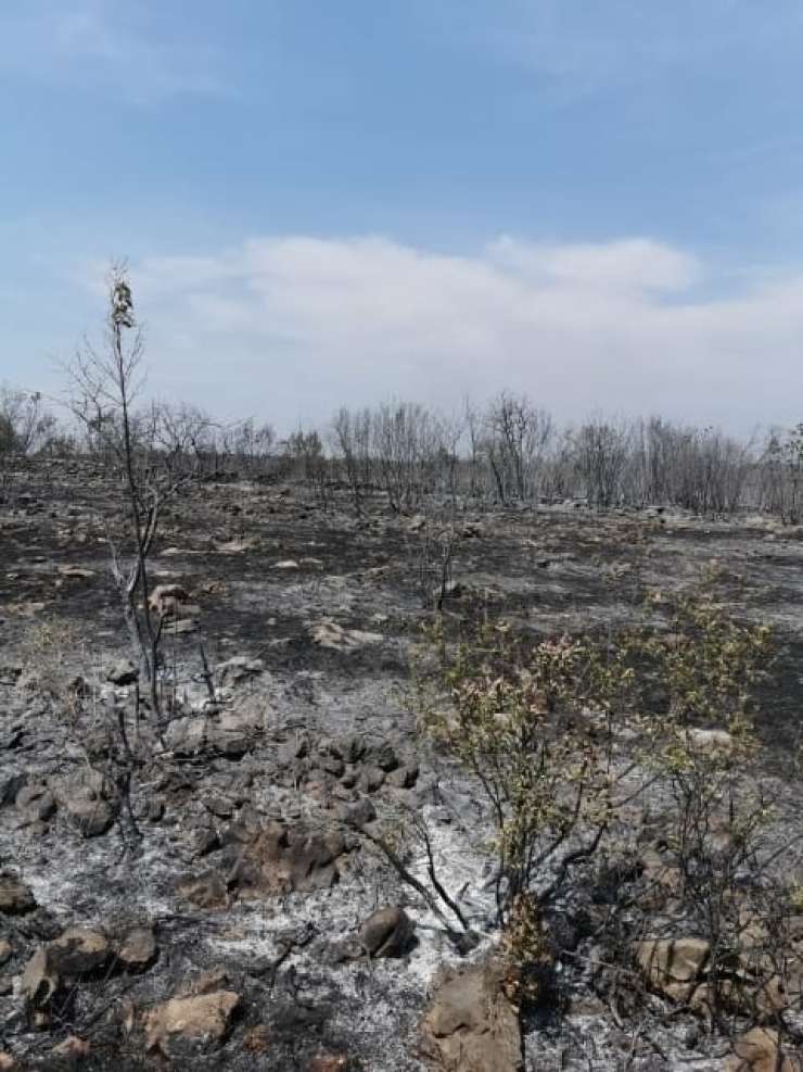 Komenski župan Modic: Požar je bil morda podtaknjen!
