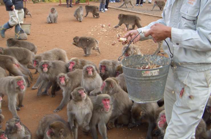 Japonci šokirani ob napadih podivjanih opic: poškodovanih že več kot 40 ljudi