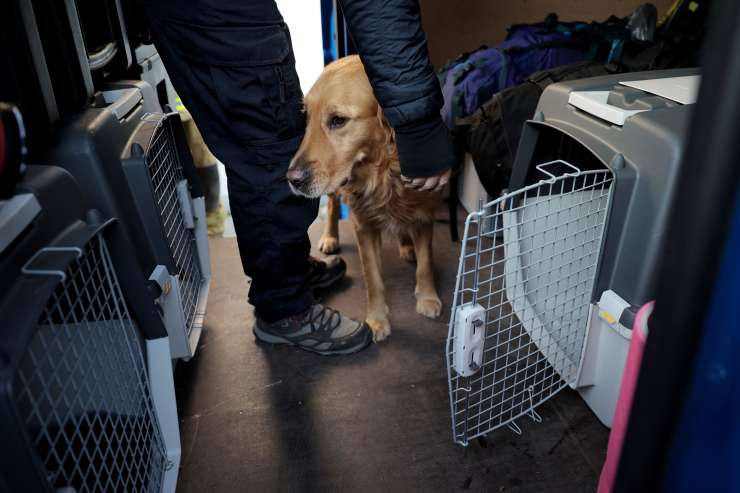 V Turčiji poškodovan slovenski reševalni pes