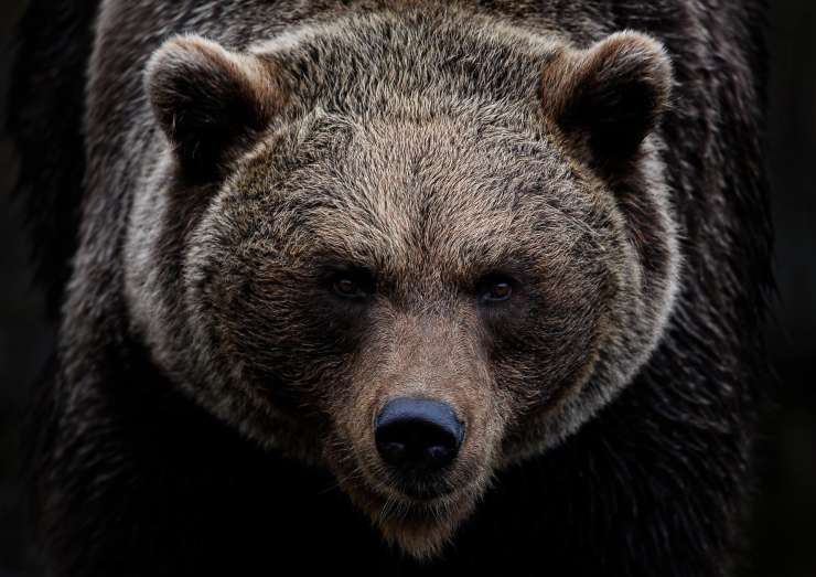 Lovec v samoobrambi ustrelil medveda
