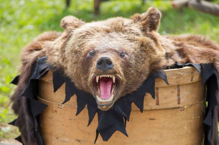 Kosmatinec na jedilniku: kdo je pojedel slovenske medvede?