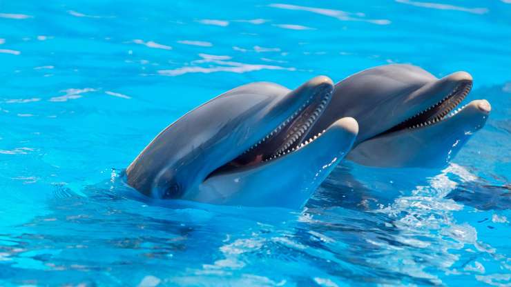 To ni šala: Rusi na Krimu urijo bojne delfine za boj s potapljači!