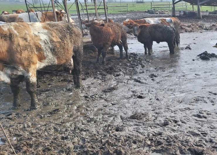 Odvzem krav kmetu pri Krškem: inšpekcija ugotovila kršitev zakonodaje