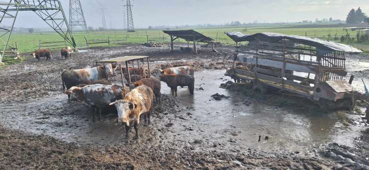 Odvzete krave se vračajo: so v slabšem stanju kot ob odvzemu, trdi kmet