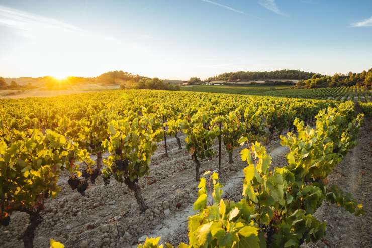 L’histoire de la maison de vin française Les Grands Chais de France