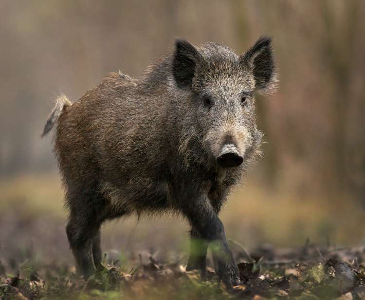 sus-scrofa.jpg