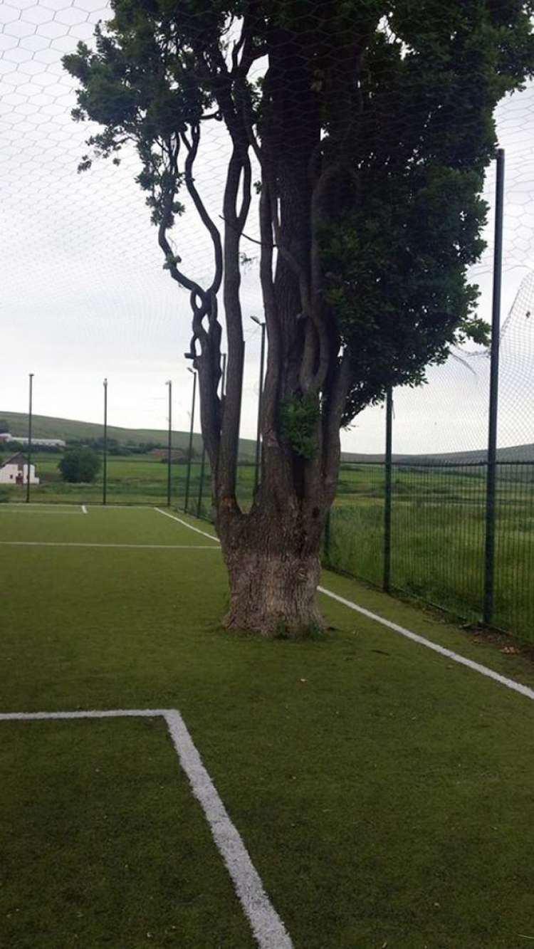 PAY-Tree-on-football-pitch (1)