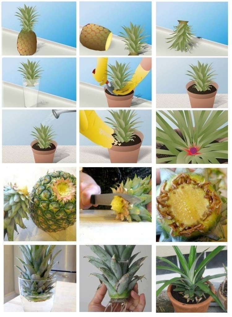 Doma vzgojen ananas