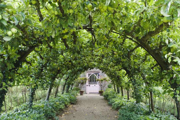 Jabolčni tunel v kuhinjskem vrtu
