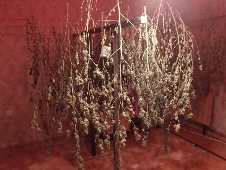 marihuana, brezje, trava, maribor