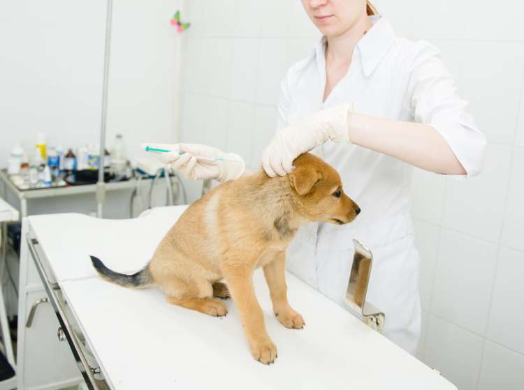 cepljenje psa