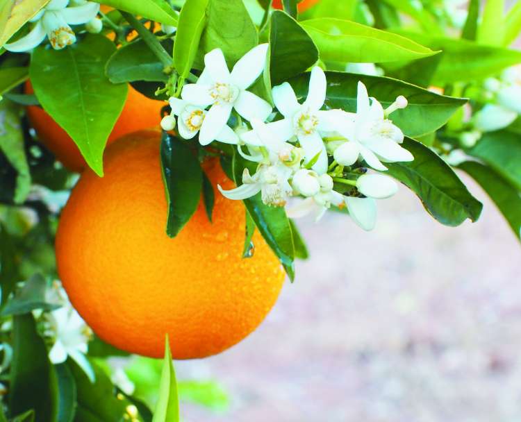 lepota pomarancna voda cvetovi.jpg
