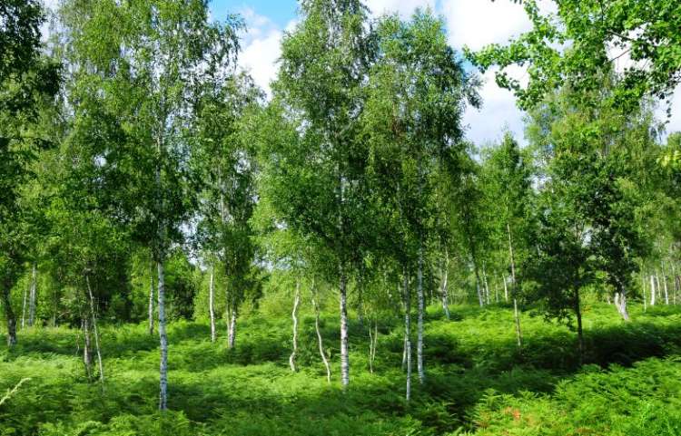 Belokranjske breze.png