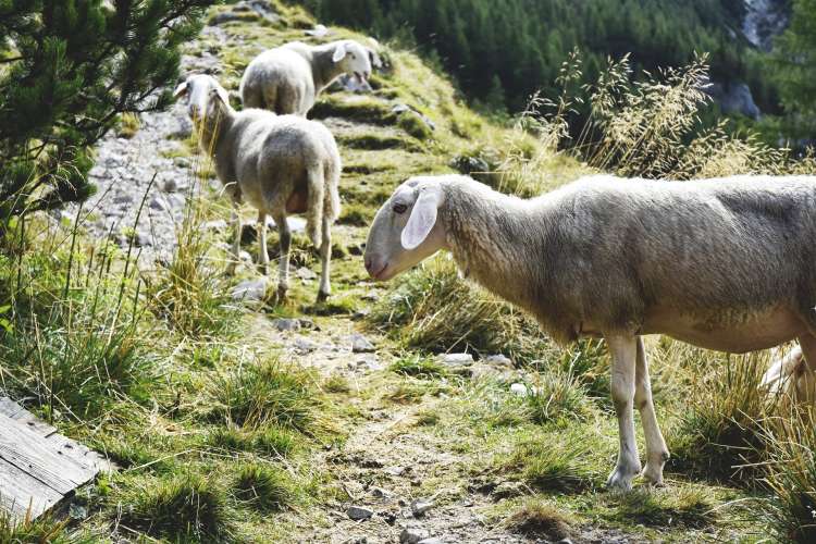 ovce sheep-3769142_1920.jpg
