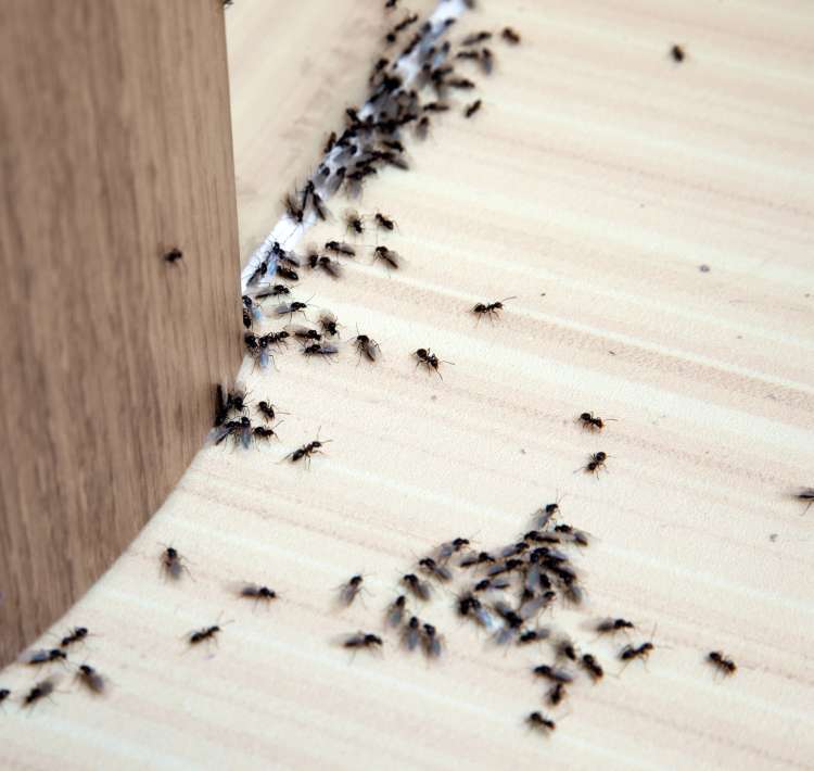 Mravlje pobegnejo pred vonjem paradižnikovih listov ali krebuljice. .jpg