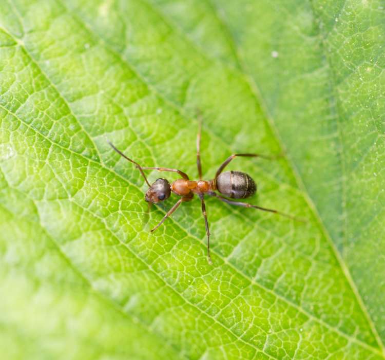 mravlja-dr.jpg
