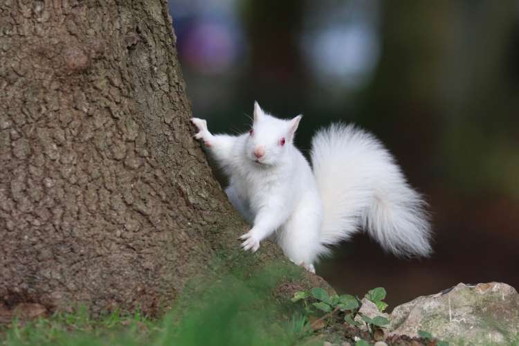 albino-veverica.jpg