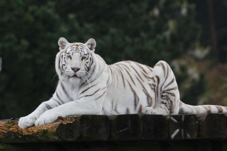 albino-tiger.jpg