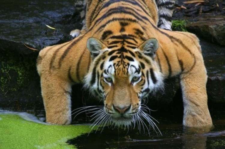 sibirski tiger