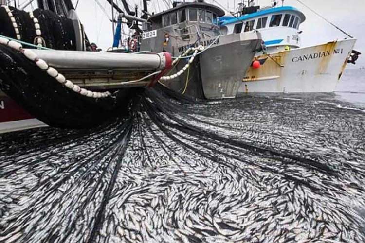 overfishing.jpg