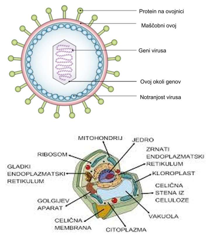 Virus vs celica.jpg