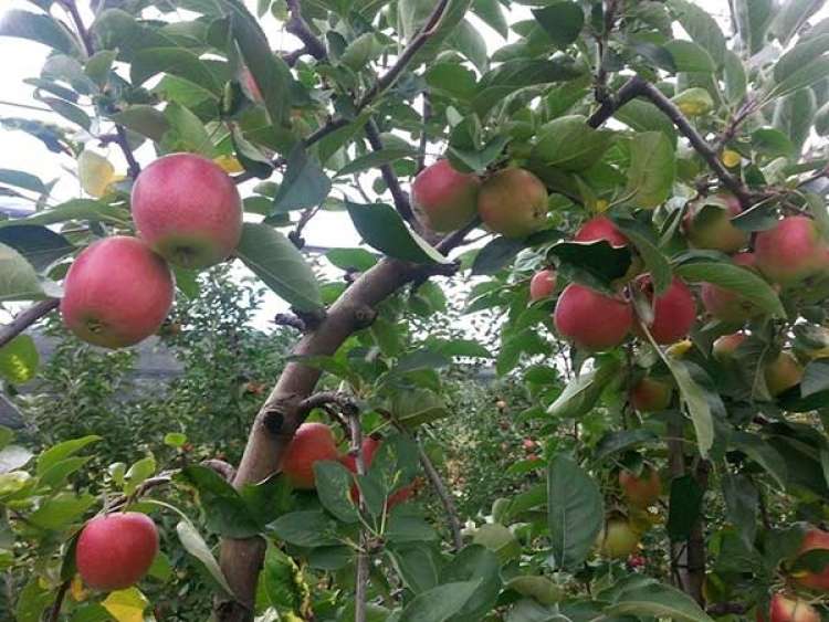 Družba ima tudi 66 hektarjev nasadov jablan na območju Ponikve, Pristave pri Mestinju in v Lenartu.