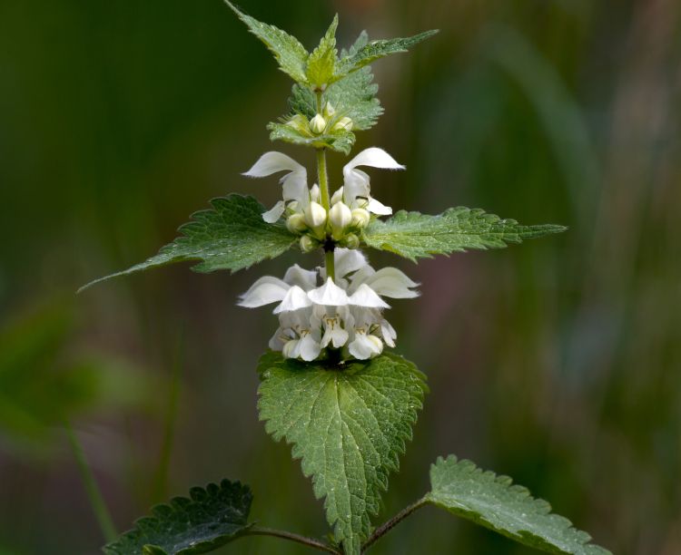 Spoznajte pravo moč nedolžne bele koprive.