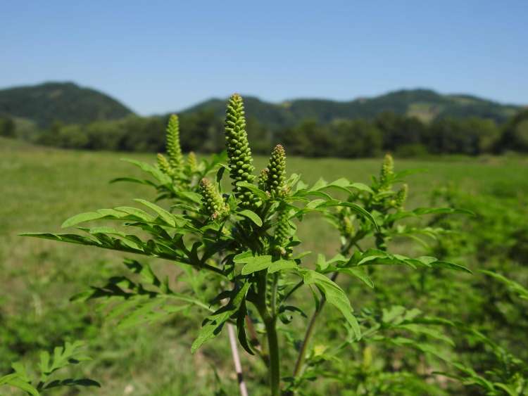 Ambrozija (Ambrosia artemisiifolia)