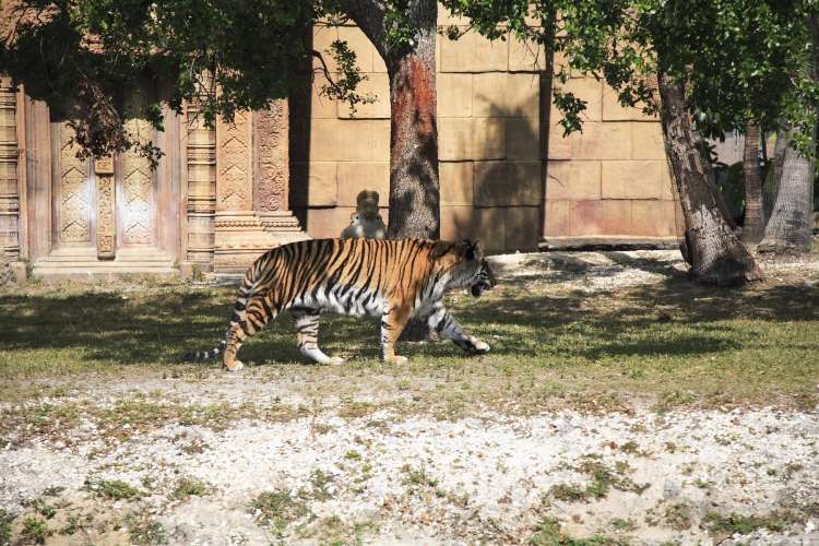 bengalski tiger