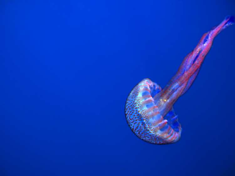 mesečinka, pelagia-noctiluca