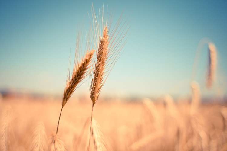 wheat-865152_1920.jpg
