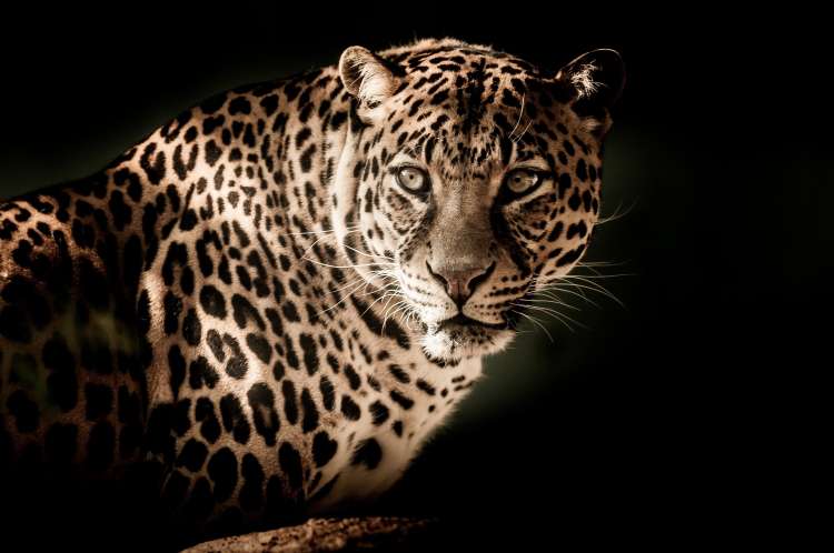 Leopard Pixabay.jpg