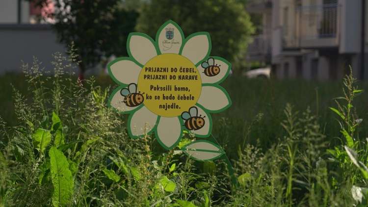 Svetovni dan čebel.JPG