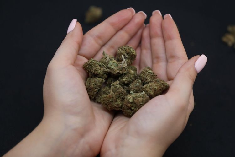 konoplja, marihuana