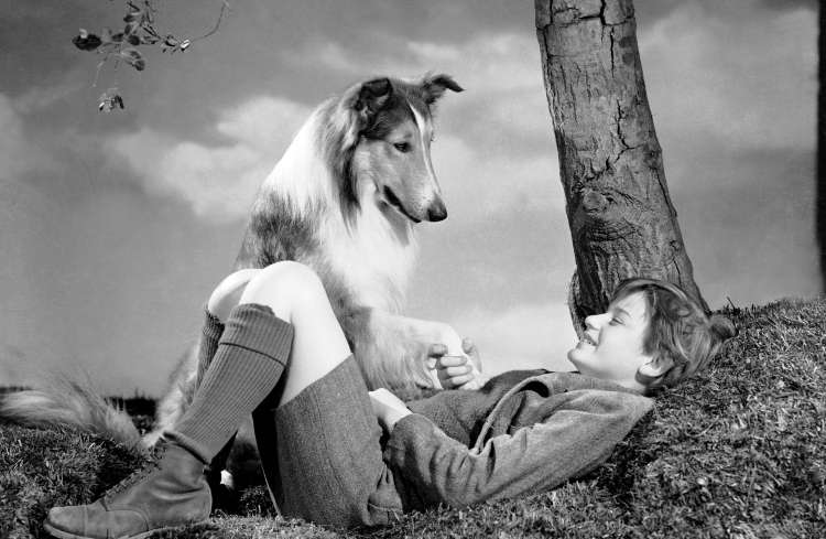Lassie (film: Lassie Come Home)