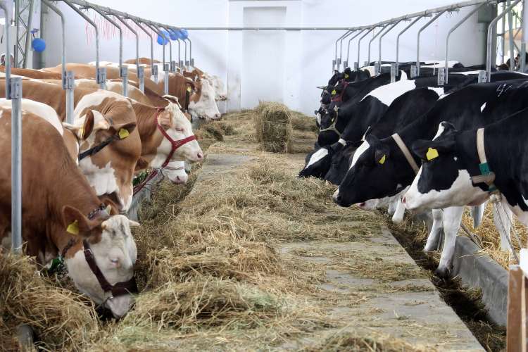 Trbančevi v Rojah pri Šentjerneju obdelujejo 95 hektarov zemlje in redijo 70 krav molznic.