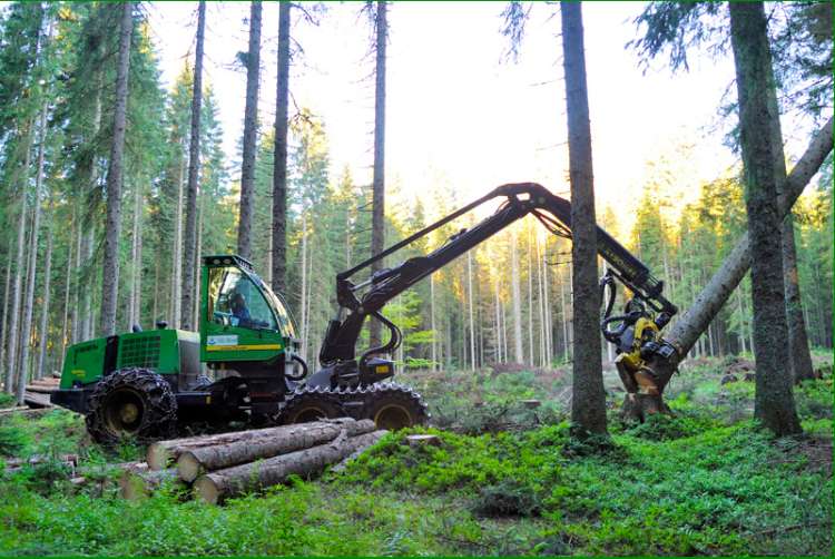 Z upravljanjem gozdov, ki jih je dobila od države, Nadškofija Ljubljana ustvarja visoke dobičke.