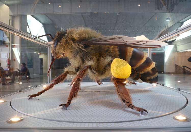 Kranjica - 170-centimetrski fizični model kranjske čebele z več kot 90-odstotno morfološko podobnostjo z resnično čebelo delavko. Eden je stalno na ogled v Čebelarskem centru Slovenije, drugi pa potuje po Sloveniji in svetu.