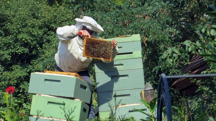 V Sloveniji je okoli 12 tisoč čebelarjev, ki skrbijo za približno 200 tisoč čebeljih družin.