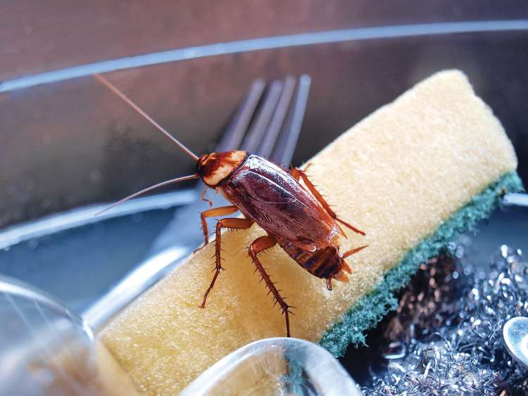 Število ščurkov, pa tudi termitov in komarjev, se zaradi globalnega segrevanja ne manjša, nekatere koristnejše žuželke pa žal izumirajo.