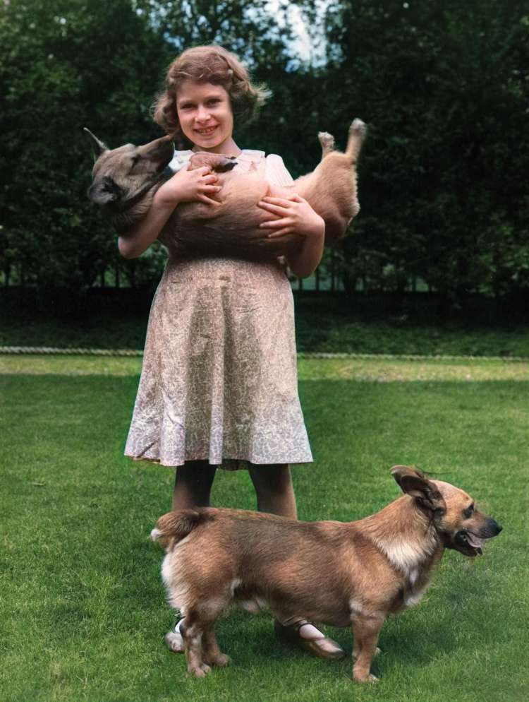 Mala Elizabeta in njeni kužki.
