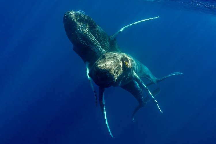 Opazovanje kitov grbavcev med seksom.