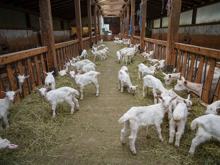 Koze na njihovi kmetiji, zdaj je hlev poln kozličkov, dajo 40.000 litrov mleka na leto.