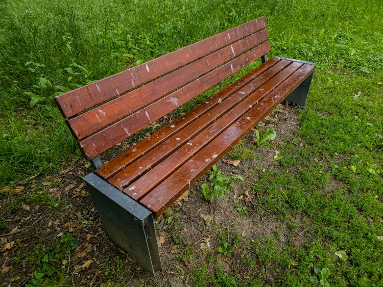 vrane, mestni-park, murska-sobota, ptiči