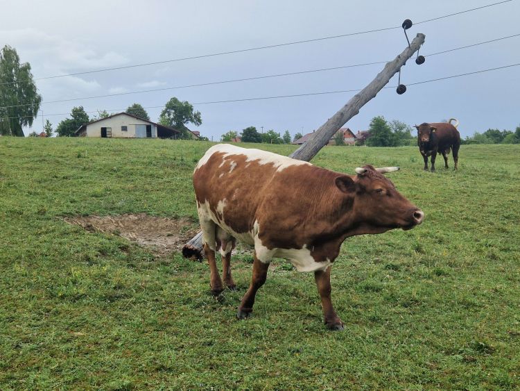 videm-pri-ptuju, elekticni-drog, krave