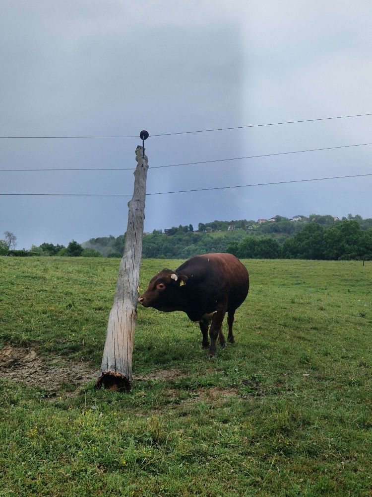 videm-pri-ptuju, elekticni-drog, krave