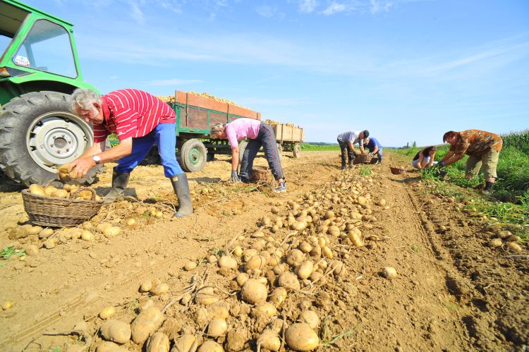 trnje, 2016, krompir, kmetijstvo