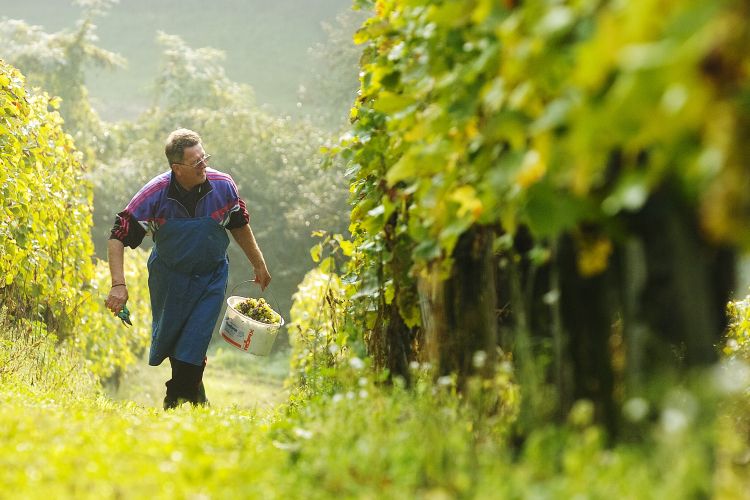 vinograd, sezonski delavci
